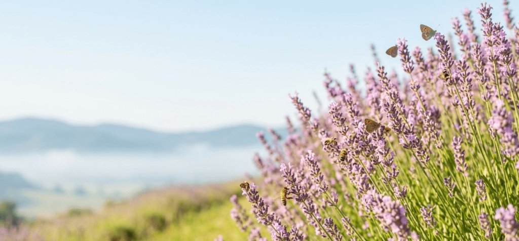 Honeybees and small butterflies pollinating purple lavender flowers in a sunny field with a soft focus mountain background, symbolizing customer loyalty and natural growth.