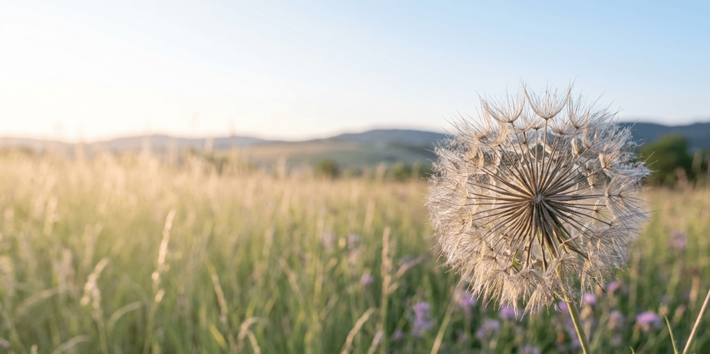 A detailed close-up of a large dandelion seed head in a meadow at sunset, symbolizing the intricate and interconnected nature of a complex market research process.