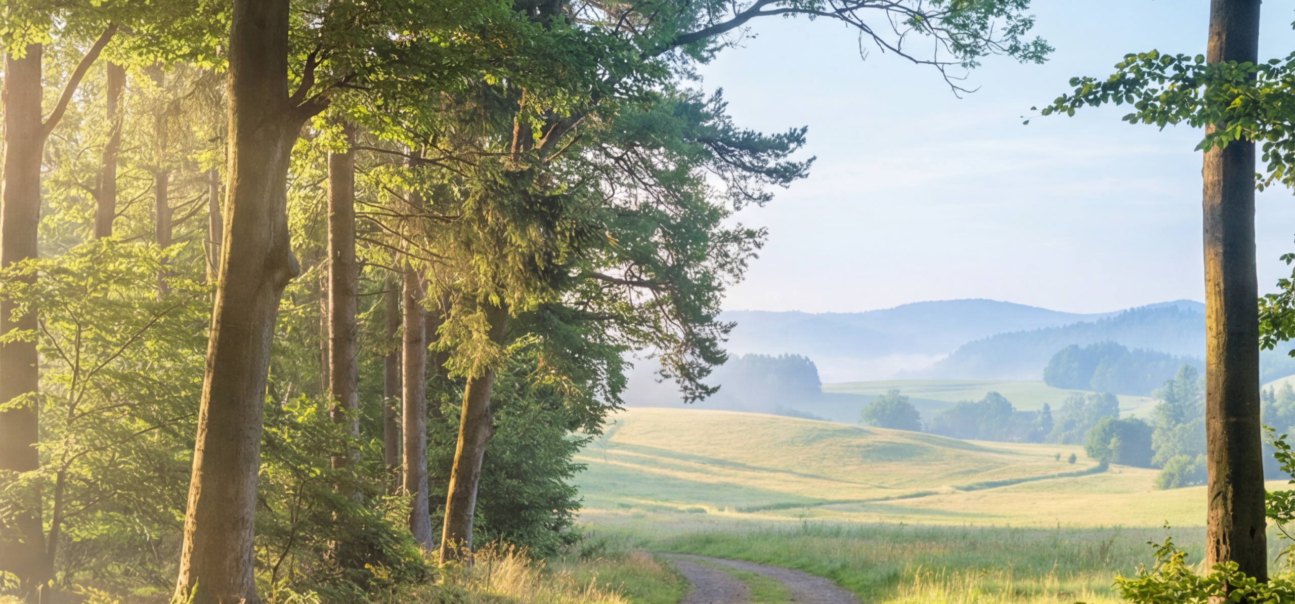 Slikovita gozdna pot, ki vodi proti sončnim gričem in simbolizira načrtovano, sistematično pot ter nove priložnosti za rast blagovnih znamk in trgovcev v prihodnosti.