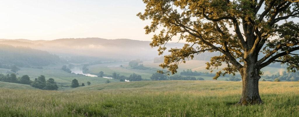 A majestic lone oak tree standing in a lush green meadow at sunrise, with a winding river and misty hills in the background, symbolizing growth, stability, and the cultivation of a sustainable ecosystem.
